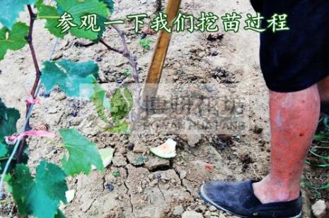 葡萄缓苗要多久