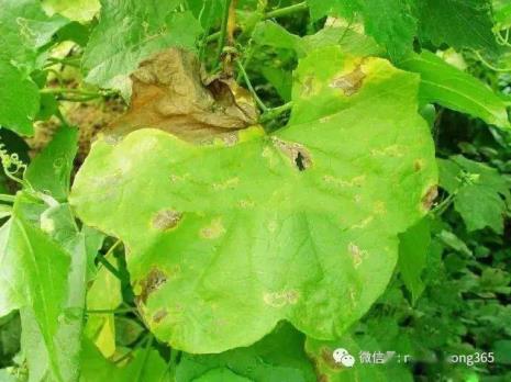 丝瓜有蜜虫怎么办