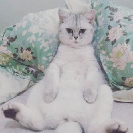 银渐成母猫用什么公猫配好点