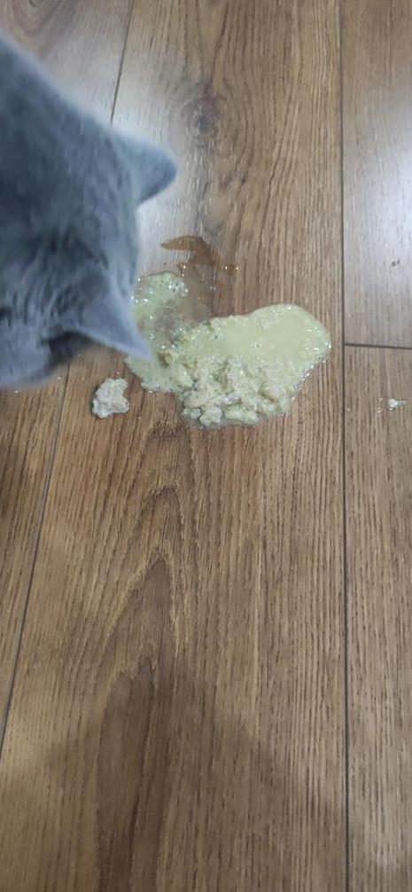 猫咪呕吐了两天
