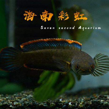 彩虹雷龙喜欢跳缸吗