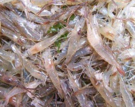 青虾生长的最佳时间