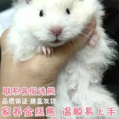 长毛熊仓鼠哪种最温顺