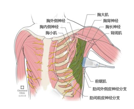 锁骨中线的定位