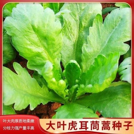 茼蒿什么时候长种子