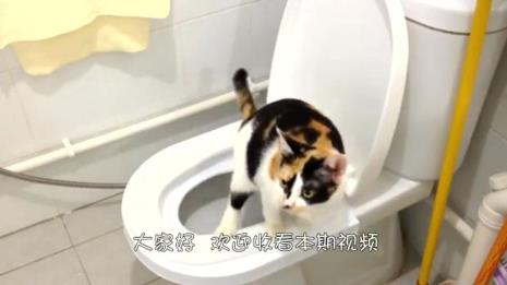 公猫上厕所姿势