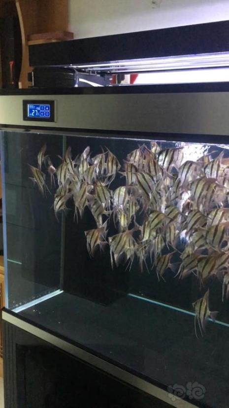 什么深水龟可以和燕鱼混养