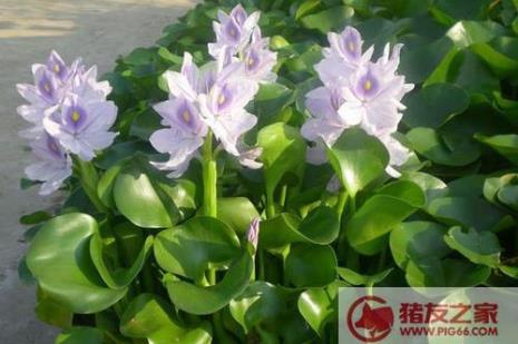 水葫芦喂牛的正确方法