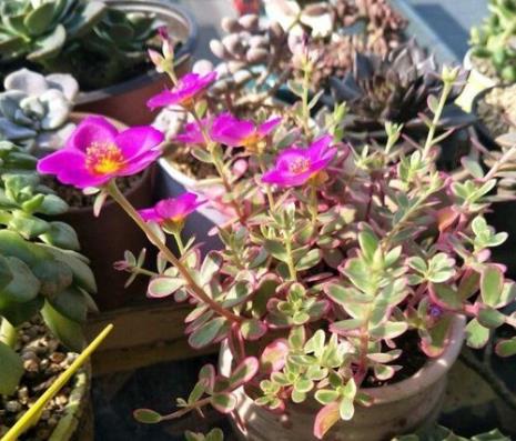 什么花四季都在变颜色