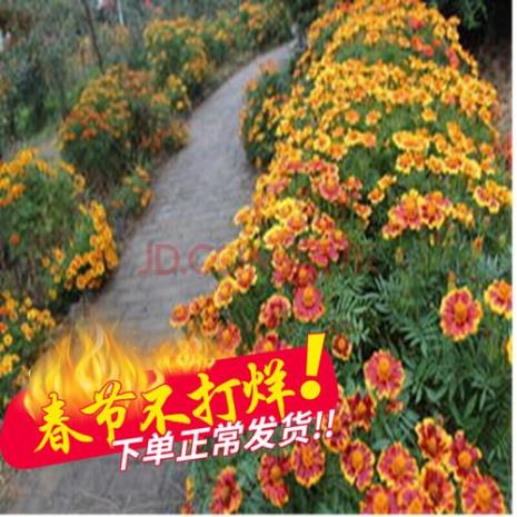 四季花的种植方法