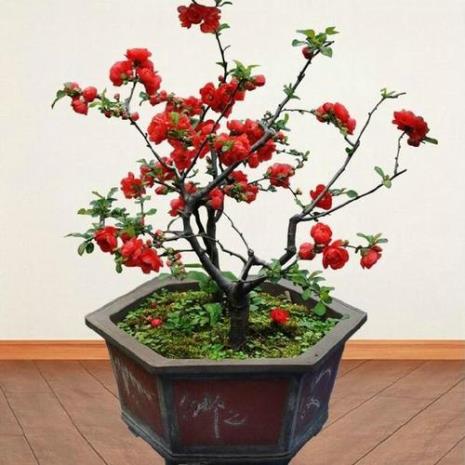 蝴蝶海棠花养殖技术