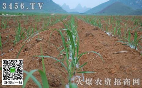 甘蔗节上长芽怎么回事