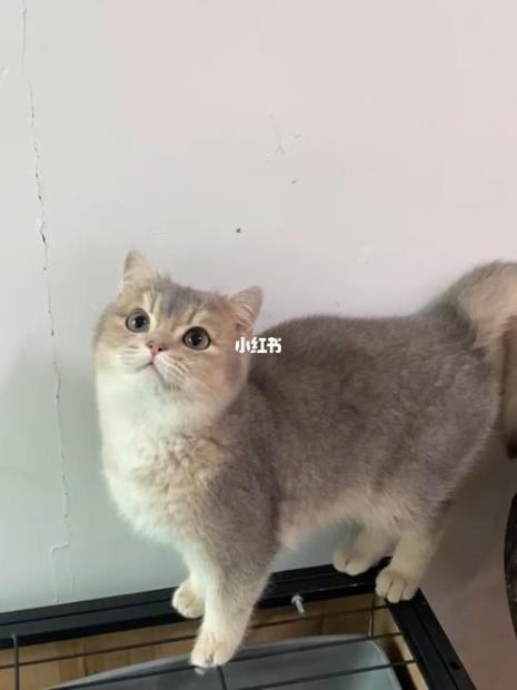 蓝金是什么颜色
