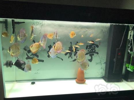 七彩神仙鱼要怎么孵化