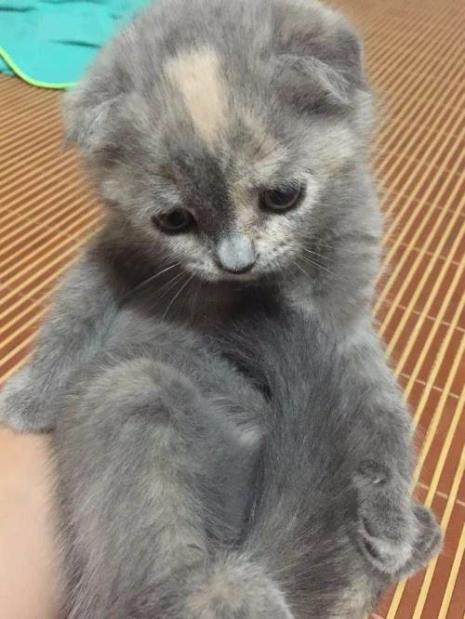 蓝猫都什么血统