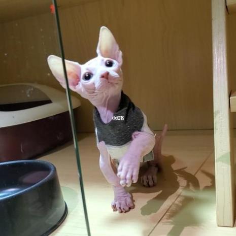无毛猫矮脚的好还是高脚好