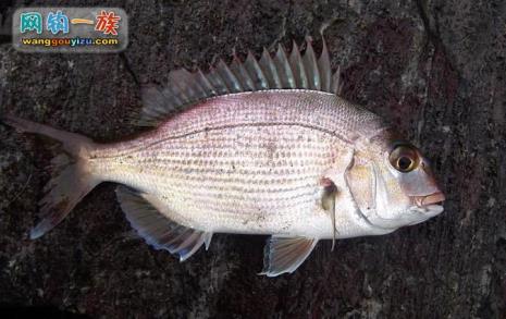 渤海中有什么鱼类