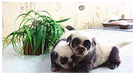 中华田园犬怀孕怎么办