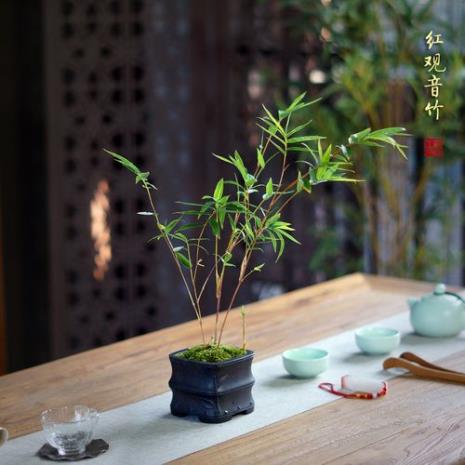 红寒竹一年能长几杆