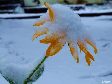 什么花的颜色可以形容雪