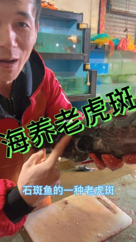 世界上最大的老虎斑有多大