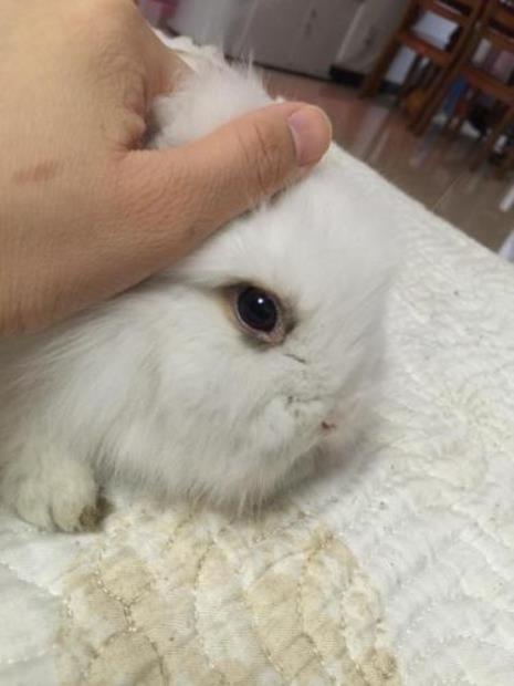 兔子有眼皮吗