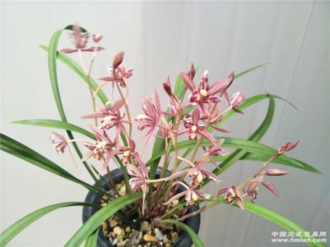 兰花红猫蕊蝶和富山奇蝶哪个好