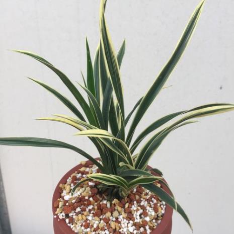 珍珠兰花的品种