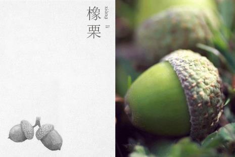 橡栗象能活多少岁