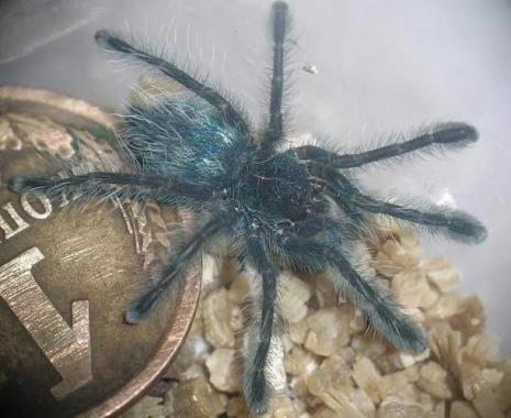 粉红油彩趾蜘蛛寿命