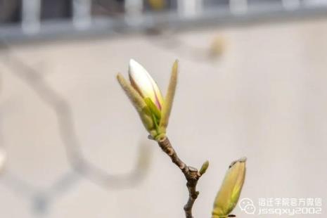 春正长中长的读音