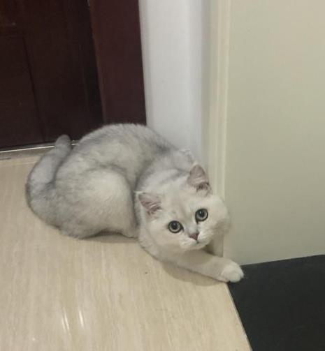 银渐层公好还是母的好