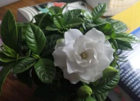 栀子花怎么开花快又多