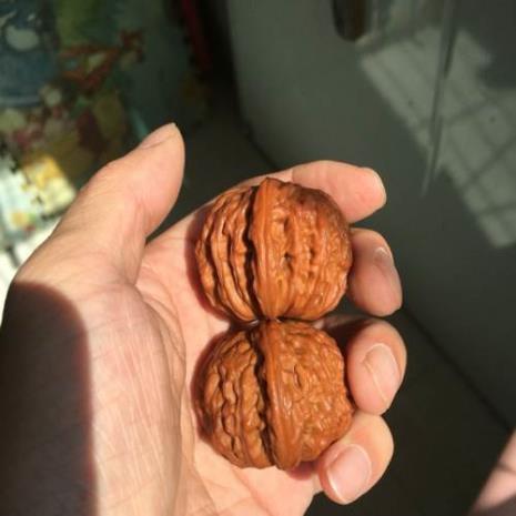 43的闷尖狮子头多少克重正常