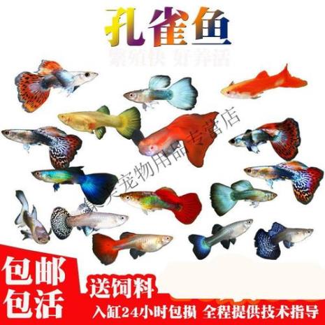 巴西孔雀鱼好养吗