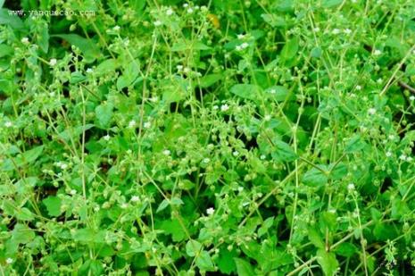 鹅肠菜什么时候开花