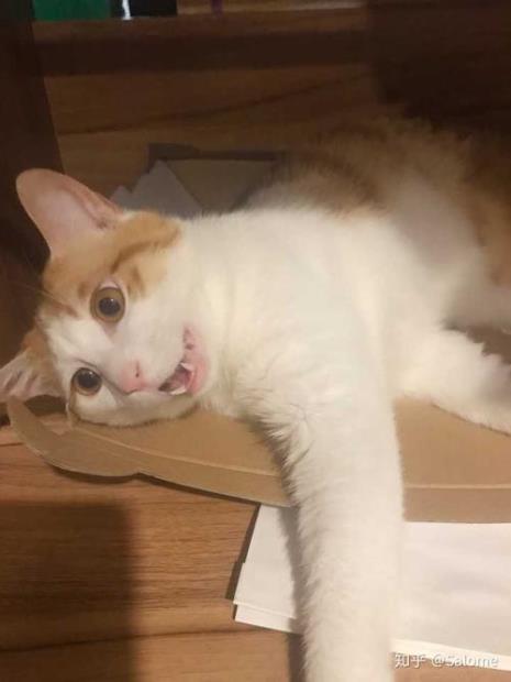 上桔下白的猫长大长啥样