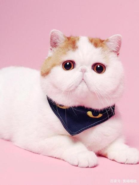 世界上有红猫吗