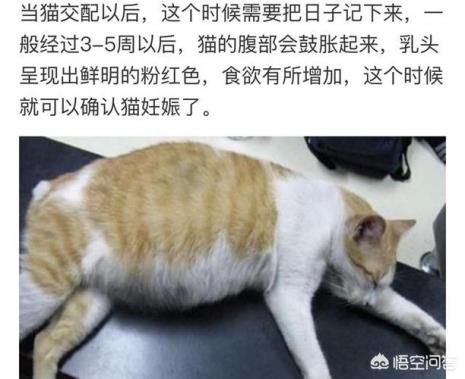 猫一般什么时候繁殖