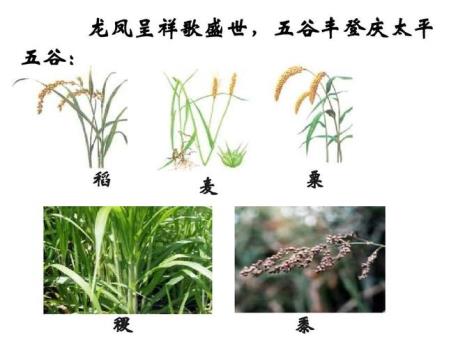 五谷菽是什么作物