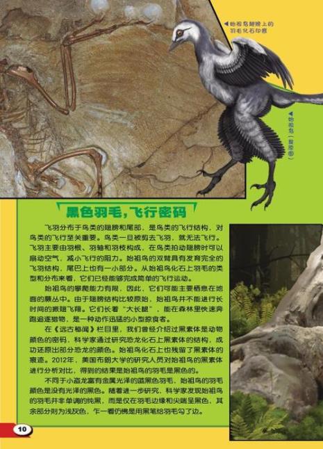 中华始祖鸟是什么时期