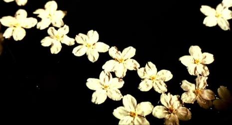 花魁花是什么科