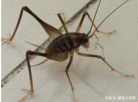 秋叫蛐子的自述怎么写