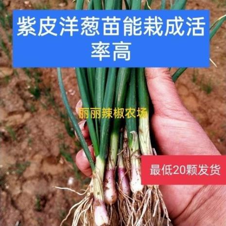 红葱头是广州的好还是四川的好