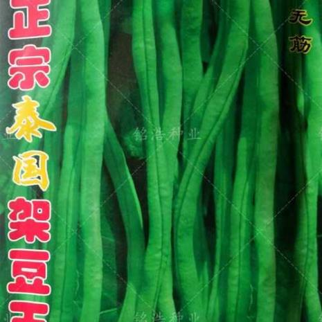 架豆王能包饺子吗