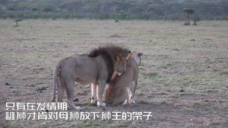 狗发情期可以洗澡吗