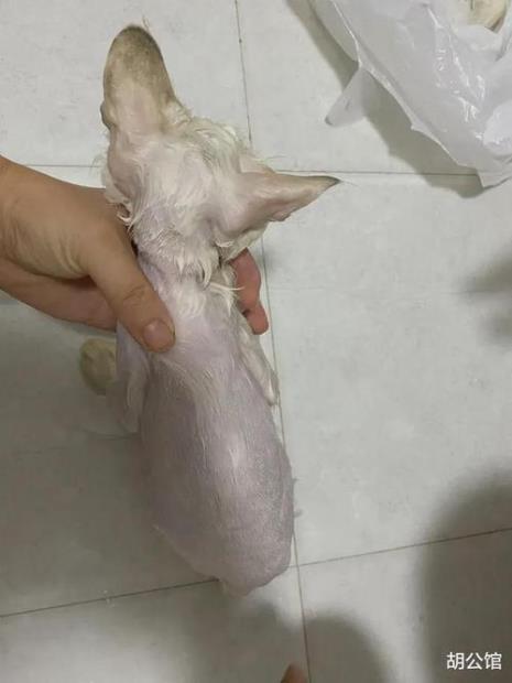 狮子猫容易有味道吗