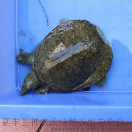 甲鱼含碘量
