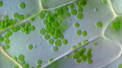 植物表皮细胞有叶绿体吗