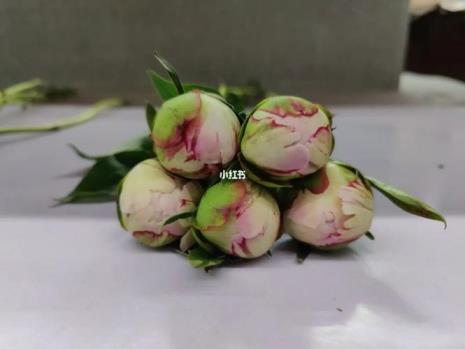 芍药沙拉的寓意